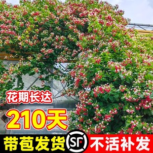 使君子爬藤植物大花苗重瓣带花苞水君子庭院阳台耐热花卉绿植驱蚊