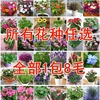 花卉种子多种任选花种籽花种家庭种花小量种子花四季播满9元