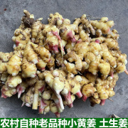 湖北农家自种土生姜新鲜小生姜现挖红头玉手生姜鲜小黄姜现挖