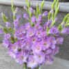 5颗兰种球切花室内外庭院唐菖蒲种四季易活耐寒植物多年生花卉