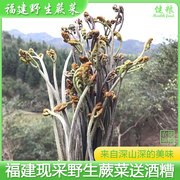 福建三明新鲜野生蕨菜送酒糟，天然原生态山野菜现摘龙爪甜蕨苔厥菜