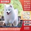 纯种萨摩耶幼犬熊版萨摩耶，幼犬微笑天使萨摩耶，犬幼犬宠物训练