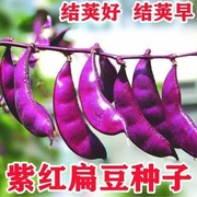 摘不败紫红眉豆种子全红扁豆高产抗病家庭，种植春秋绿色蔬菜