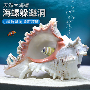 天然海螺贝壳鱼缸水族箱造景，装饰贝壳摆件鱼虾躲避屋繁殖窝