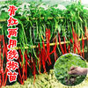 红金条线椒种苗高产红色超长细长羊角型辣椒种籽青椒红椒蔬菜苗秧