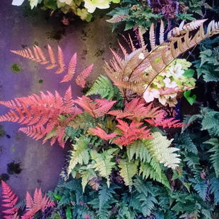 彩虹蕨红盖鳞毛蕨室内盆栽庭院花园，观叶植物四季长青耐寒蕨类品种
