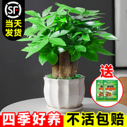 2025新年发财树小盆栽花卉绿植物办公室内文竹水培招财树盆景好养
