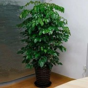幸福树盆栽大型植物室内客厅办公室，吸甲醛净化空气绿植发财树盆栽
