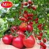红圣女果种子樱桃小番茄，高产水果西红柿种籽孑盆栽黄圣女(黄圣女)果蔬菜籽