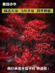 彼岸花种球盆栽曼珠沙华花种子室内外红花石蒜球根花卉曼陀罗花种