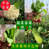北京农家自种新鲜生鲜蔬菜现挖 特产同城配送素菜套餐组合6种6斤