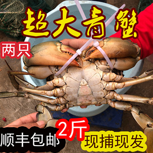 特大超大纯野生青蟹鲜活大螃蟹水产猷蠓公蟹肉蟹空运包活两只2斤
