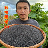 2023年秋收新黑米现磨现卖东北农家黑龙江五常特产黑大米粳米