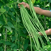 豇豆种子蔬菜种籽长四季豆芸豆春秋季豆角种籽大全孑蔬菜种苗豆种