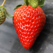 红颊草莓现摘草莓新鲜草莓，奶油草莓牛奶，草莓建德草莓