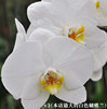大白v3蝴蝶兰白色大花3.5寸杯大叶带花，港谷蝴蝶兰花卉