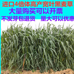 进口高产一年生宽叶小颗粒黑麦草种子四季青多年生黑麦草种子耐寒