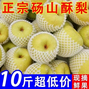 砀山梨新鲜梨子10斤水果梨应季水果，整箱超值大果汤山酥梨鲜果