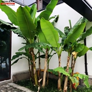 芭蕉树苗大叶观赏扇仙甘蕉芭蕉苗庭院绿化树苗芭蕉树苗可以长3米