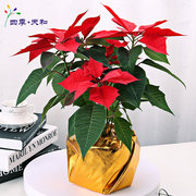 圣诞花盆栽植物又称一品红，圣诞红适合圣诞节日北京送货上门