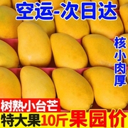 海南小台农芒果新鲜10斤小台芒应季时令水果当季整箱大果单果