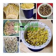 生豆芽机家用豆芽，罐发绿豆植生芽非土育芽苗菜，豆芽菜种花桶陶苗盆