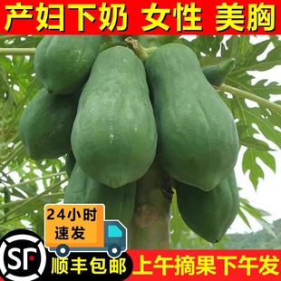 广西青木瓜哺乳期下奶用产妇水果土，木瓜沙拉新鲜生木瓜农家蔬菜10