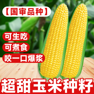 粤甜29号玉米种籽超甜高产水果，玉米种子脆甜糯糯米春季杂交种孑