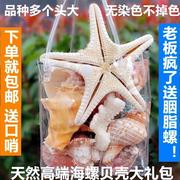 天然超大海螺贝壳套装，海星标本鱼缸造景海螺，贝壳收藏送学生礼物