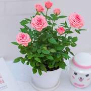 迷你玫瑰花苗盆栽带花苞四季开花不断微型小月季室内阳台绿植