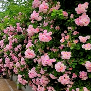无刺粉团蔷薇花苗老品种多花蔷薇粉色群开爬藤花卉植物盆栽爬墙花