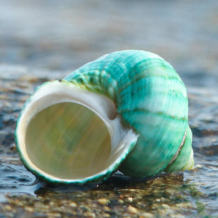 绿蝾螺天然贝壳海螺，手工diy寄居蟹卷贝鱼用壳，鱼缸造景水族装饰品