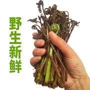 东北新鲜猴腿菜特产山菜山野菜当季蔬菜蘸酱紫色蕨菜250克4份