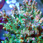 糖果桌面 粉头绿毛 长毛 轴孔 海缸宠物 活体珊瑚硬骨SPS包活