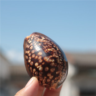 天然稀有海螺贝壳龟甲，宝螺标本螺手把，件鱼缸造景地中海家居收藏