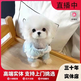 纯种马尔济斯犬韩系超小体马尔济斯幼犬赛级双血统茶杯犬活体狗狗