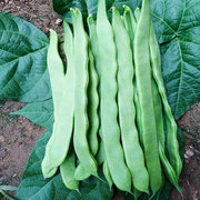 荷兰超级绿冠芸豆种子四季油豆角架扁豆孑油豆高产豆角种籽春季子