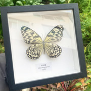 蝴蝶标本真蝴蝶相框昆虫标本，展示框摆件家居，装饰画生日礼物绿带翠
