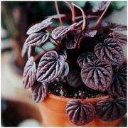 小植之家红宝石红天使紫叶，皱叶椒草北欧风植物净化空气吸甲醛