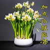 重瓣水仙花种球盆栽水养四季开花卉植物室内花绿植水培好养带花苞