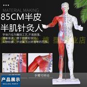 85cm男性针灸模型，带肌肉解剖中医针灸穴位，人体模型按摩保健