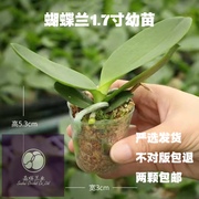 蝴蝶兰花苗幼苗1.7寸婴儿苗不带花，保证对版森晖兰业