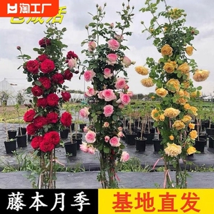 蔷薇花苗藤本月季特大花苗浓香庭院爬藤植物花卉盆栽玫瑰四季开花