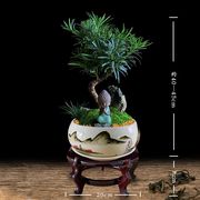 造型树桩罗汉松盆景大盆栽室内绿植客厅花卉四季常青植物禅意茶室