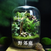 创意微景观鲜活生态瓶苔藓组合盆栽绿植迷你植物摆件成品可养鱼虾