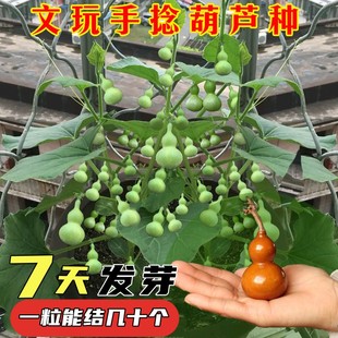 手捻小葫芦籽种四季观赏葫芦，种子阳台庭院，爬藤文玩葫芦盆栽植物