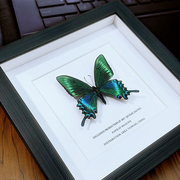 蝴蝶标本装饰画木纹相框真蝴蝶简约摆件昆虫挂画创意纪念生日礼物
