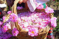 植物炼金术玫瑰原精rose保加利亚大马士革玫瑰净油