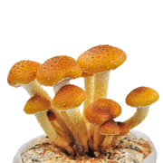 滑子菇菌包蘑菇菌包菌棒盆栽，食用菌多肉植物蘑菇菌棒