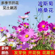 波斯菊花种子格桑花种子百日草阳台庭院室外四季开花易种活野花籽